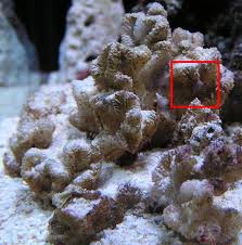 This sale will be broadcast live on sale day with an auctioneer. Dead Coral Id Please Identification Forum Nano Reef Community