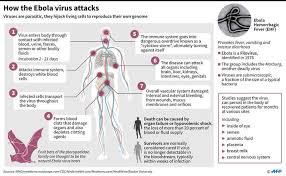 It is a severe, often fatal disease in humans and nonhuman primates (such as monkeys, gorillas, and chimpanzees). Ebola Kills 9 In Congo Guinea The Manila Times