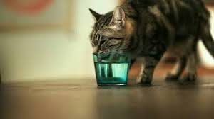 A lot of cats just don't like the feeling of being hunched. Why Is My Cat So Thirsty Metropolitan Veterinary Associates