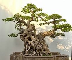 Greatness Has Many Levels The Scaled Version Is A Synopsis Of The Full Might Karim Bonsai Tree Bonsai Tree