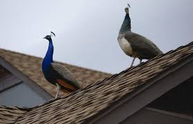 / kəˈməʊ.ʃ ə n / a sudden, short period of noise, confusion, or excited movement: Peafowl Cause Fair Commotion In South Boulder Neighborhood Boulder Daily Camera