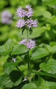 Image result for Mentha aquatica