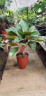 Rimbun Dan Segar Koleksi Kebun Kami Kebun Tanaman Bunga