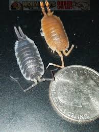New Additions To Our Isopod Collection Wormman Blog Woodlice Sweet Animals Pill Bug