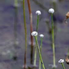 Image result for Eriocaulon bongense