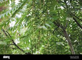 Image result for Toona