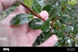 Image result for Apodytes dimidiata