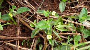 Image result for Secamone africana