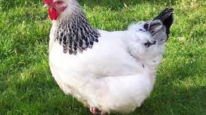 'eggs per year is approximate and often seasonal. The Best 10 Dual Purpose Chicken Breeds For Eggs And Meat Pethelpful