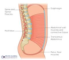 Image result for Pelvic Floor Dysfunction