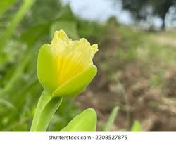 Image result for Limnocharitaceae