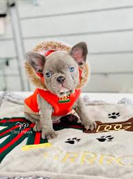 Our blue brindle frenchies are carefully bred with double dilute genes from both the mother and father, giving them their distinct. Soho Lilac French Bulldog Puppy For Sale With Blue Eyes Tiny Paws