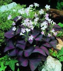 Jetzt im großen garten onlineshop: 34 Tropical Gardening Ideas Plants Flowers Tropical