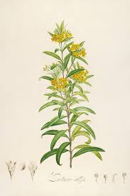 Image result for Sclerocarpus africanus