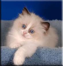 Toledo Oh Supurr Ragdoll Breeder Kittens Mi Indiana Kittens Cutest Cats Baby Cats