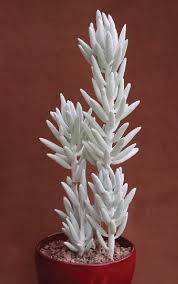 Image result for Caputia