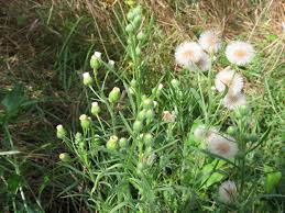 Image result for Erigeron bonariensis