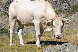 Check spelling or type a new query. Lembu Putih Keterangan Dan Gambar Baka Lembu Putih Ternakan