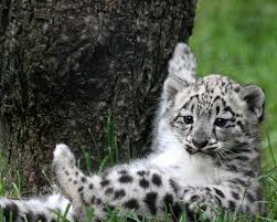 Snow Tiger Cub Cute Snow Tiger Cubs Cute Baby Snow Love