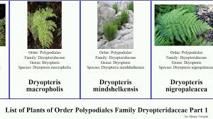 Image result for Dryopteridaceae