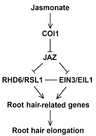 We are rooting for your hair! Mechanism Of Jasmonate Promoted Root Hair Growth In Arabidopsis