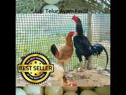Primbon ayam aduan menurut warna bulu: Telur Ayam Birma Burma Bangkok Pakhoy Saigon Pama Klik Link Di Bawah Ini Jika Minat By