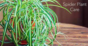 Mar 15, 2021 · to summarise the above, this is typically how often you need to water your spider plant: Chlorophytum Comosum Care Growing The Spider Plant How To