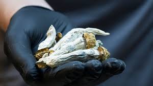 albino penis envy mushrooms OR