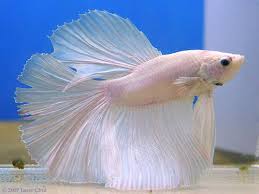 White Bettas Plendens Betta Fish Betta Pretty Fish