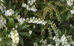 Use with hostas and other shade lovers. Deer Resistant Plants The Home Depot