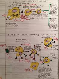 Immune System Cell Diagram Mediated Immunity Humoral Immunity Cell Diagram Immune System Nursing Immunity Nursing
