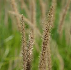 Image result for Cenchrus caudatus