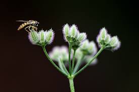 Image result for Torilis