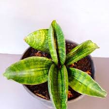 Image result for Sansevieria sinus-simiorum