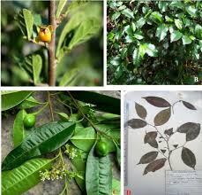 Image result for Streblus