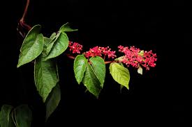 Image result for Cissus cucumerifolia