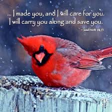 Look At The Birds Of The Air Nlt Pin On Birds Of The Air