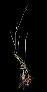 Image result for Urochloa dictyoneura