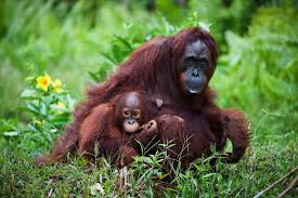Basic facts about indonesia animals: These Endangered Indonesian Animals Are Dying In The Worst Forest Fire On Record Animalogic