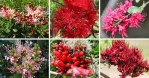 Image result for Schotia capitata