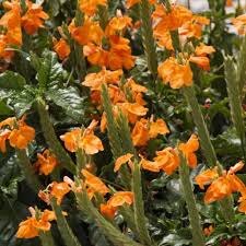Image result for Crossandra mucronata
