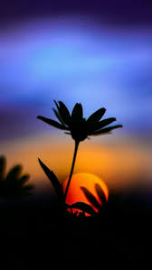 Use them in commercial designs under lifetime, perpetual & worldwide rights. Sunset Wallpaper Hd Portrait 736x1307 Wallpaper Teahub Io