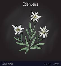 Edelweiss Leontopodium Alpinum Flower Hand Drawn Botanical Vector Illustration Download A Free Preview Edelweiss Tattoo Edelweiss Flower Music Tattoo Designs