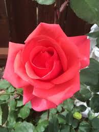 Maybe you would like to learn more about one of these? Beautiful Flower Dps Whatsapp Images