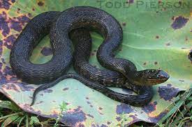 Although active mainly at night, southern watersnakes may be found during the day sunning on banks or on vegetation hanging over the water. Mississippi Green Watersnake A Guide To Snakes Of Southeast Texas Inaturalist