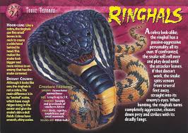 King cobras are the longest of all venomous snakes. Ringhals Weird N Wild Creatures Wiki Fandom