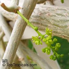 Image result for Tinospora fragosa