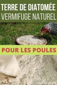 Comme tout vinaigre, le vinaigre de cidre est acide avec un gout assez particulier. 750 Idees De Poules En 2021 Poule Elevage De Poules Elever Des Poules