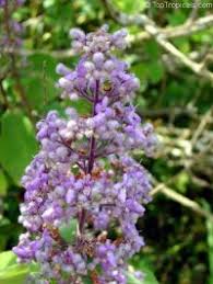 Image result for Craibia zimmermannii