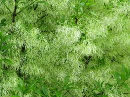 Image result for Chionanthus